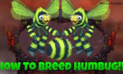 how to breed humbug