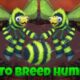 how to breed humbug