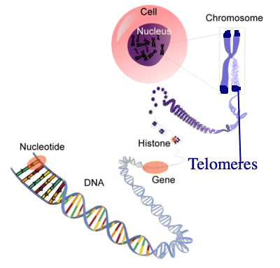 telomere function